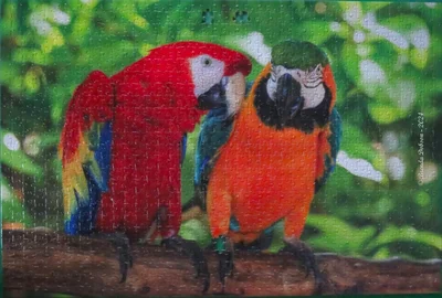Pair of Macaws