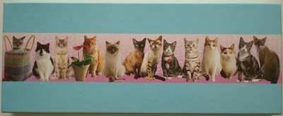 2-in-1 Cats and Kittens (2)