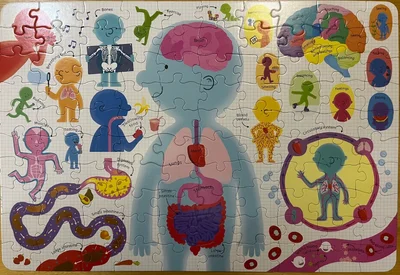 Human Body