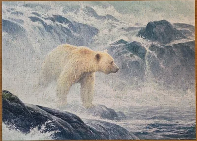 Salmon Watch - Spirit Bear