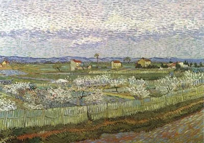 Orchard with Peach Trees in Blossom