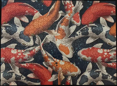 Japanese Koi Carp