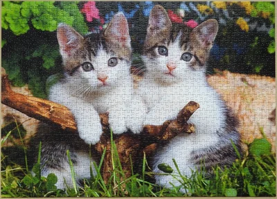 Two Kittens