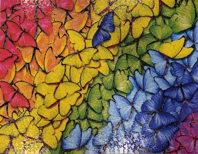 Butterfly Rainbow