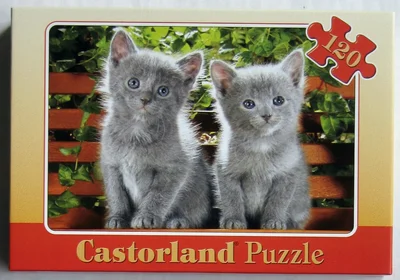 Two Grey Kittens on a Bench
