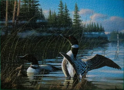 Common Loons