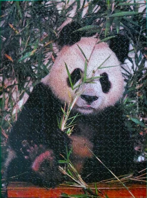 Bamboo Panda