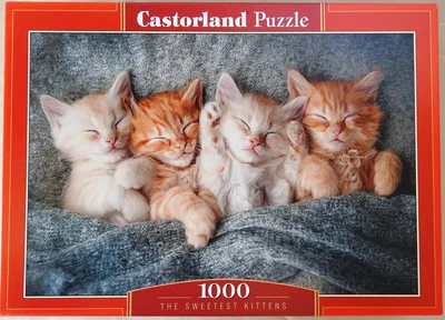 The Sweetest Kittens