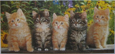 Cat Quintet