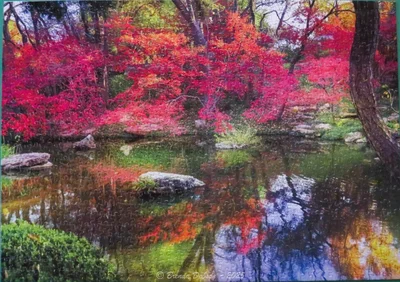 Pond Reflections