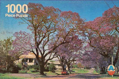 Jacaranda Trees N.S.W.