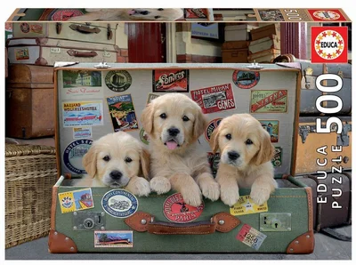 Puppies in the luggage