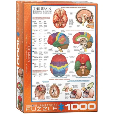 The Brain
