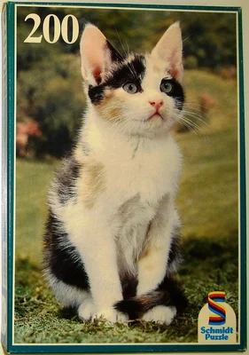 Katze