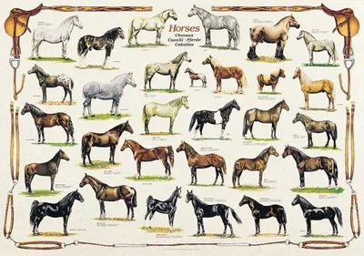 HORSES