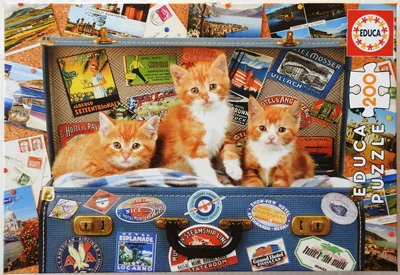 Travelling Kittens