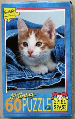 Jeanskatze