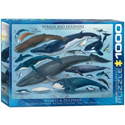 Whales & Dolphins