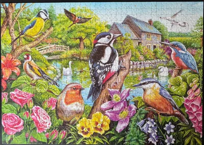 Birds On The River