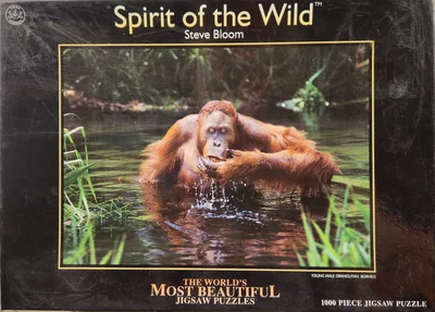 Young Male Orangutan, Borneo