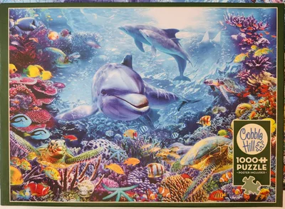 Dolphins at Play