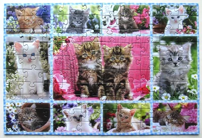 Kittens