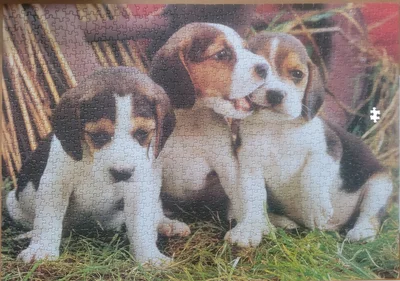 Puppies
