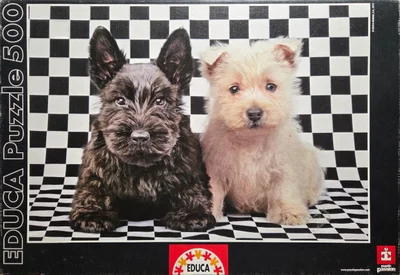 Checked Terriers