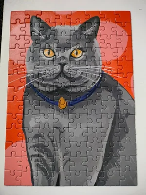 Gray cat