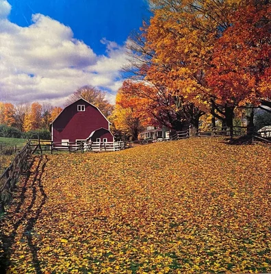 Golden Leaves
