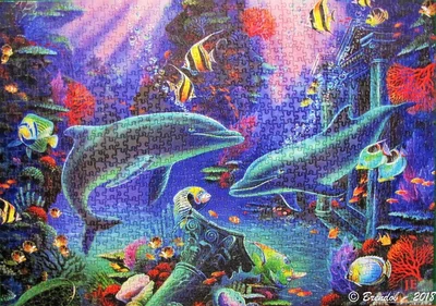 Dolphin Dreams