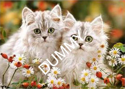 Persian Kittens