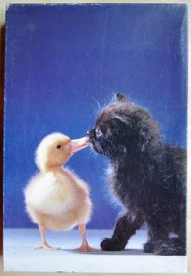 Kitten and Duckling