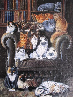 A Cat's Life