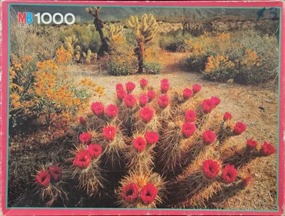 Fleurs Et Cactus