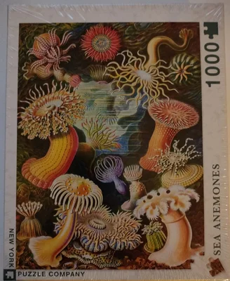 Sea anemones