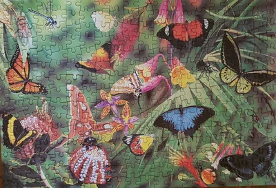 Butterflies & Beetles