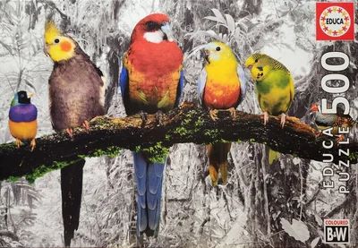 Birds on the Jungle