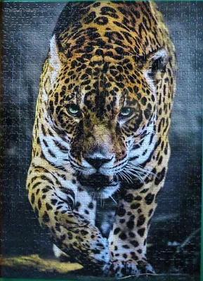 Walk of the Jaguar