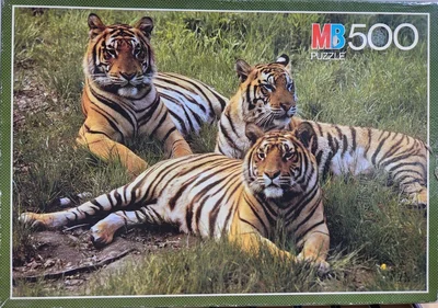 Tigers