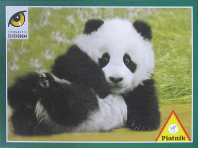 Tiergarten Schönbrunn Pandababy