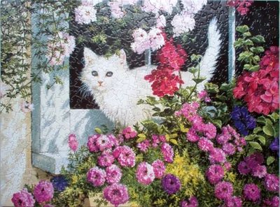 Summer Window
