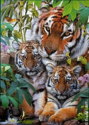 Tiger Family