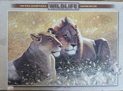 Lions in the Sun
