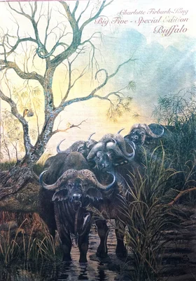 Buffalo
