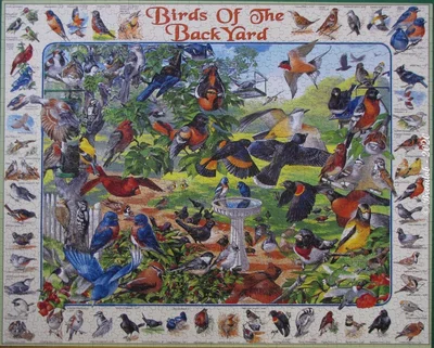 Birds of the Backyard