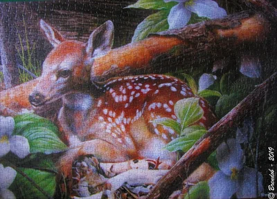 Fawn