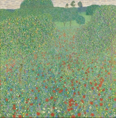 Blühender Mohn