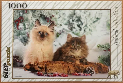 Two Kittens in the Snow
