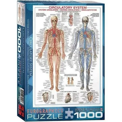 Circulatory System